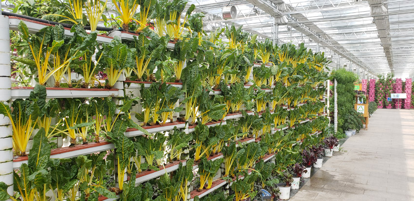 基地現(xiàn)代化大棚(圖3)