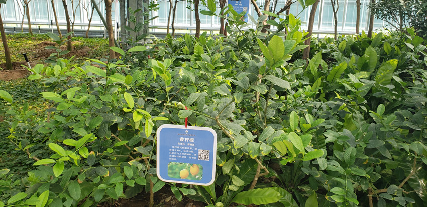 高端瓜果種植(圖1)