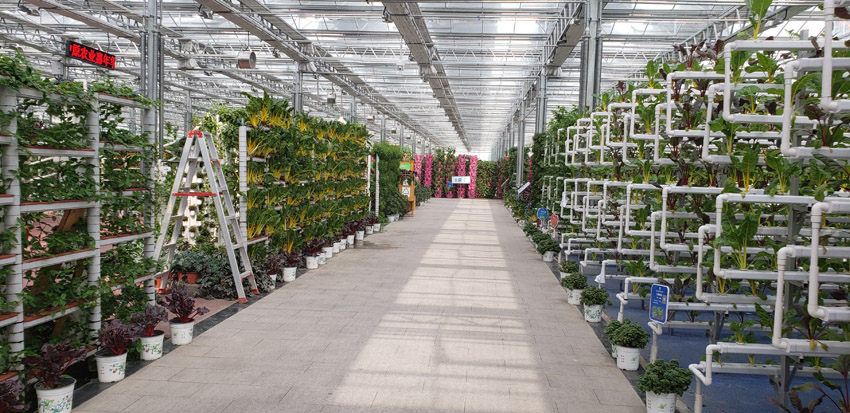 有機蔬菜種植(圖4)