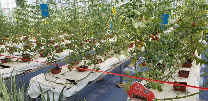 有機蔬菜種植(圖5)