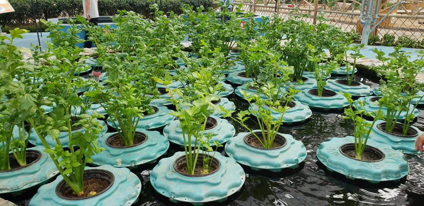 有機蔬菜種植(圖7)